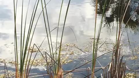 Florida Swamp Serenity