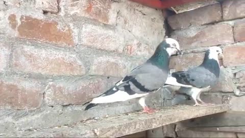 Beautiful pigeon breeder pair best flying dabaz