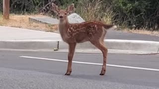Deer Prances Delicately Across Street