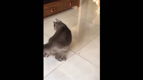 OMG So Cute Cats Best Funny Cat Videos 2021