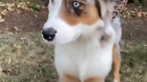 Dogs being goofy or simply adorable 🐕 Compilation of funny dog videos!