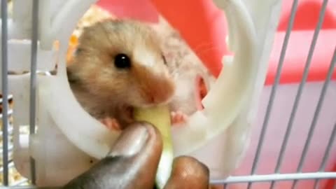 hamster eating 🐹 so cute😍😍