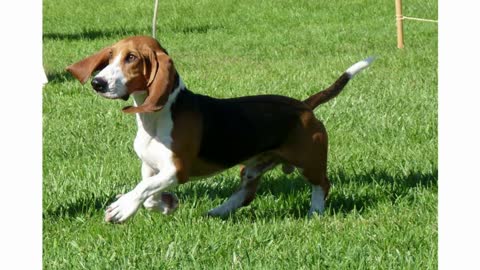 Learn How To Train A Basset Dog