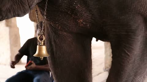 Close view of bell hanging on an temple elephant Lakshmi's neck