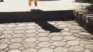 Dog jumping on sidewalk