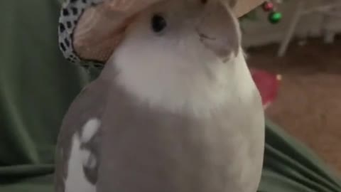 Singing parrot funny video