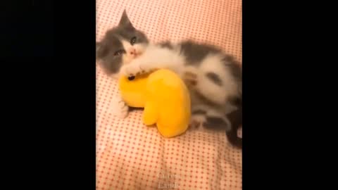 Viral Cute and Funny Cats and Dogs Compilation Try not to Laugh