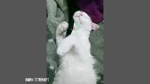 10 Minutes Videos of Funny Cats Make You Laugh Loud