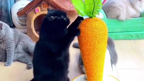 Big carrot cat scratching furniture,Funny Entertainment Channel.
