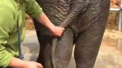 Most Funny Pet - Cutest baby elephant Videos | Cute moment of the animals