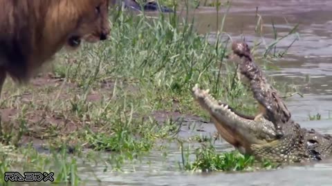 lion shows its sovereignty and puts crocodiles to run