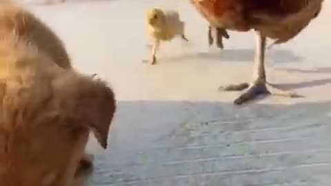 Chicken 🐔 attacking puppy for eating its egg and babies cute dogs