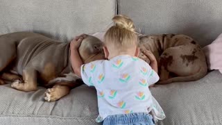Toddler Hugging Her Doggies Is The Perfect Way To Start Your Day