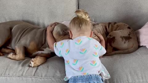 Toddler Hugging Her Doggies Is The Perfect Way To Start Your Day