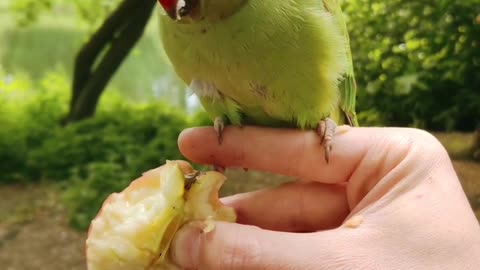 Green parrot eating Apple.