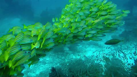 Life And Water Group of Green Fishes