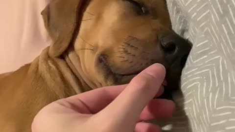 Sleeping Puppy Startled Awake by Parents