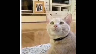 Kumpulan video Kucing Lucu