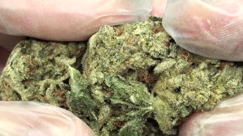 Katsu Bubba Kush, Cannabis strain