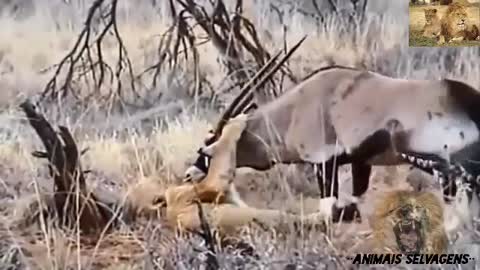 see the video, the most incredible attacks by wild animals.