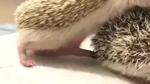 How do hedgehogs mate? Discover! Nature 2021