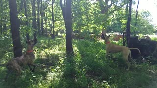 Funny Great Danes vs. Chipmunk