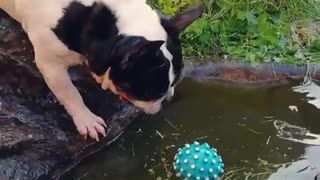 Bulldog adorably struggles to fetch ball from water