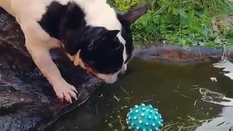 Bulldog adorably struggles to fetch ball from water
