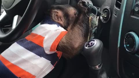 Clever Monkey Shows How Skillful He Can Be When It Comes To Starting A Car