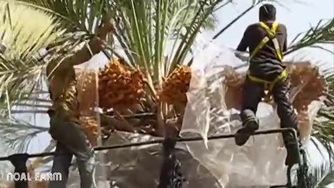 Dates palm Harvesting by Shaking Machine - Packing Dates Modern Agricultural Technology