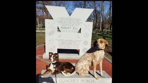 Albany Dog Trainers _ Delmar Dog Trainers _ 2 Year Old American English Coonhound Mix, Cobi