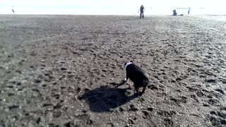 Indiana the Bulldog Goes to the Beach