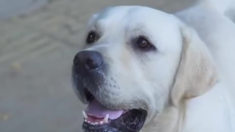 DOG saves the Blind man's LIFE! 😚😚😗