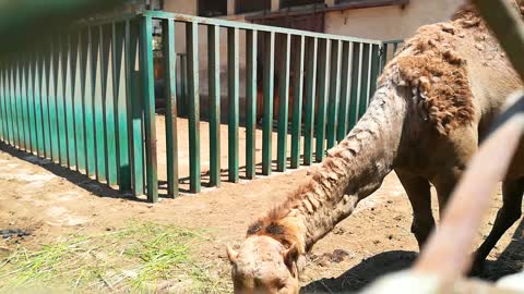 50 Year Old Camel Still Eats Fresh raw green Materials