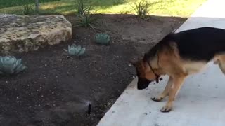 Dog barks at water sprinklers