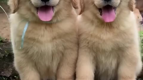 fluffy golden retriever puppies