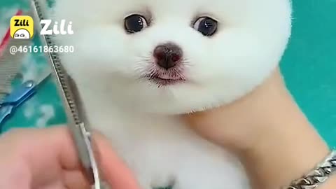 Bathing baby puppy and looking so cute