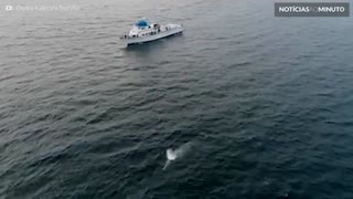 Baleia-cinzenta e filhote são filmados na Califórnia