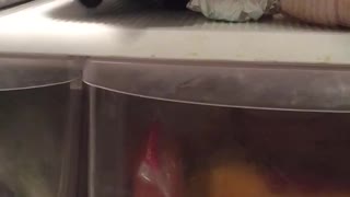 Cat climbs out of fridge