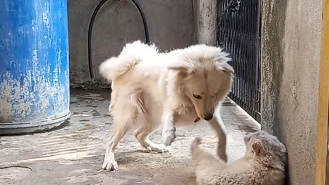 Mother trained her baby 🐕😇