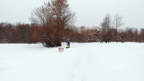 Husky dog sled teams racing drone footage