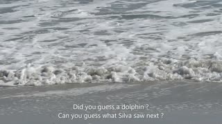 A SILVA moment ...Favorite sea creatures 🐬