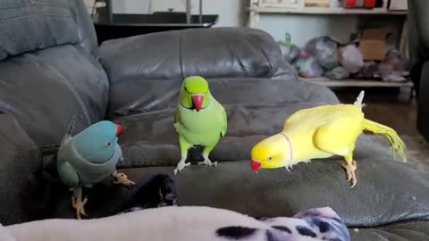 Three Parrots Talking And Having fun.