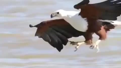 Awesome Eagle Flight