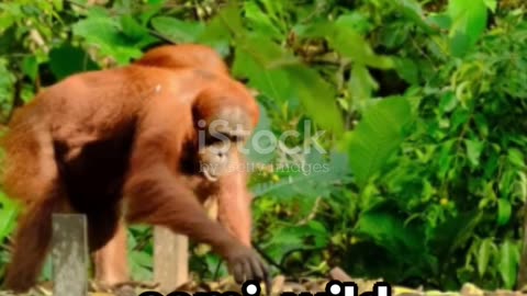 Semenggok Orangutan Sanctuary A Glimpse into the Wild #travel #explore #nature