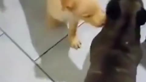 Funny Cat and Dogs