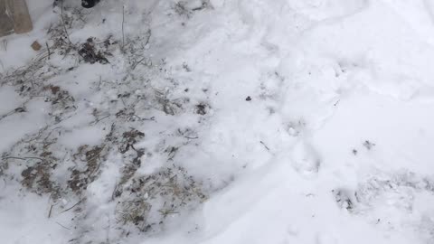 Even dogs enjoy snow days