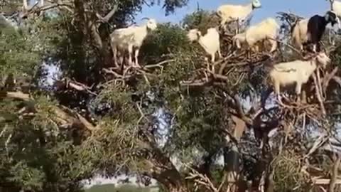 Goats In Tree Amazing Happy Good Vibes