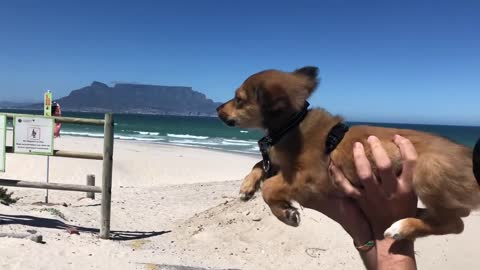 Pup Swims in Strong Wind