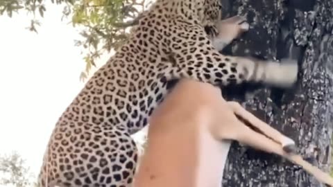 When a leopard carries its prey up a tree